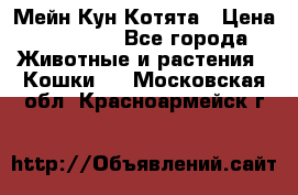 Мейн Кун Котята › Цена ­ 15 000 - Все города Животные и растения » Кошки   . Московская обл.,Красноармейск г.